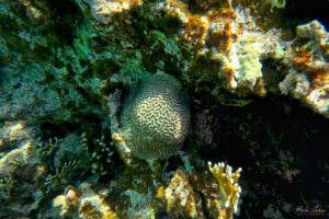 Интересни форми на корали в залива Акаба на Червено море