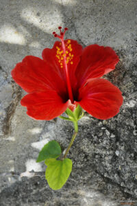 Стрък каркаде изникнало в крепостните стени