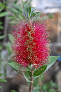 Callistemon (&bdquo;Bottle brush&ldquo;) на брега на Бафа
