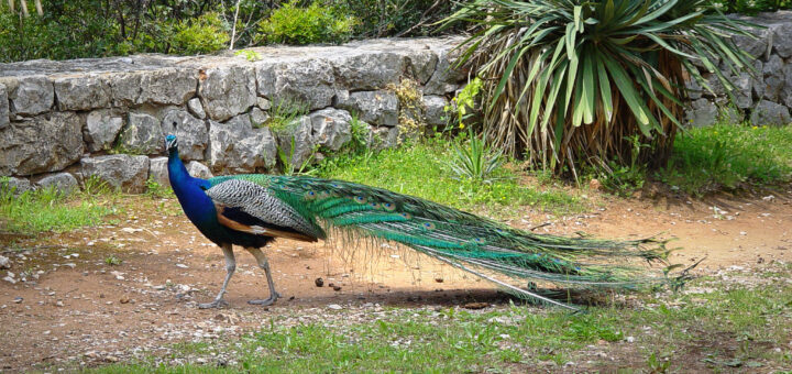 Остров Локрум