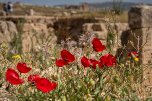 Джераш - феерия от цъфнали навсякъде макове