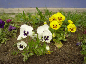 Копривщица