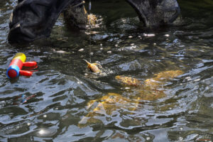 Захранване на костенурките Caretta caretta