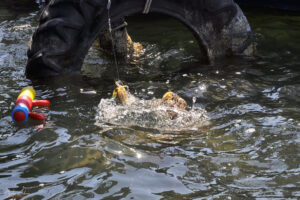 Захранване на костенурките Caretta caretta