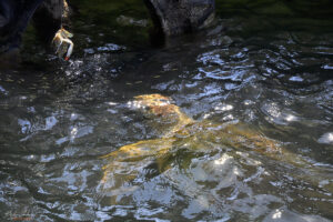 Захранване на костенурките Caretta caretta