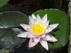 Водна лилия в езерце в парка