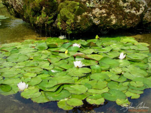 Водни лилии в парка на резиденция &bdquo;Евксиноград&ldquo;