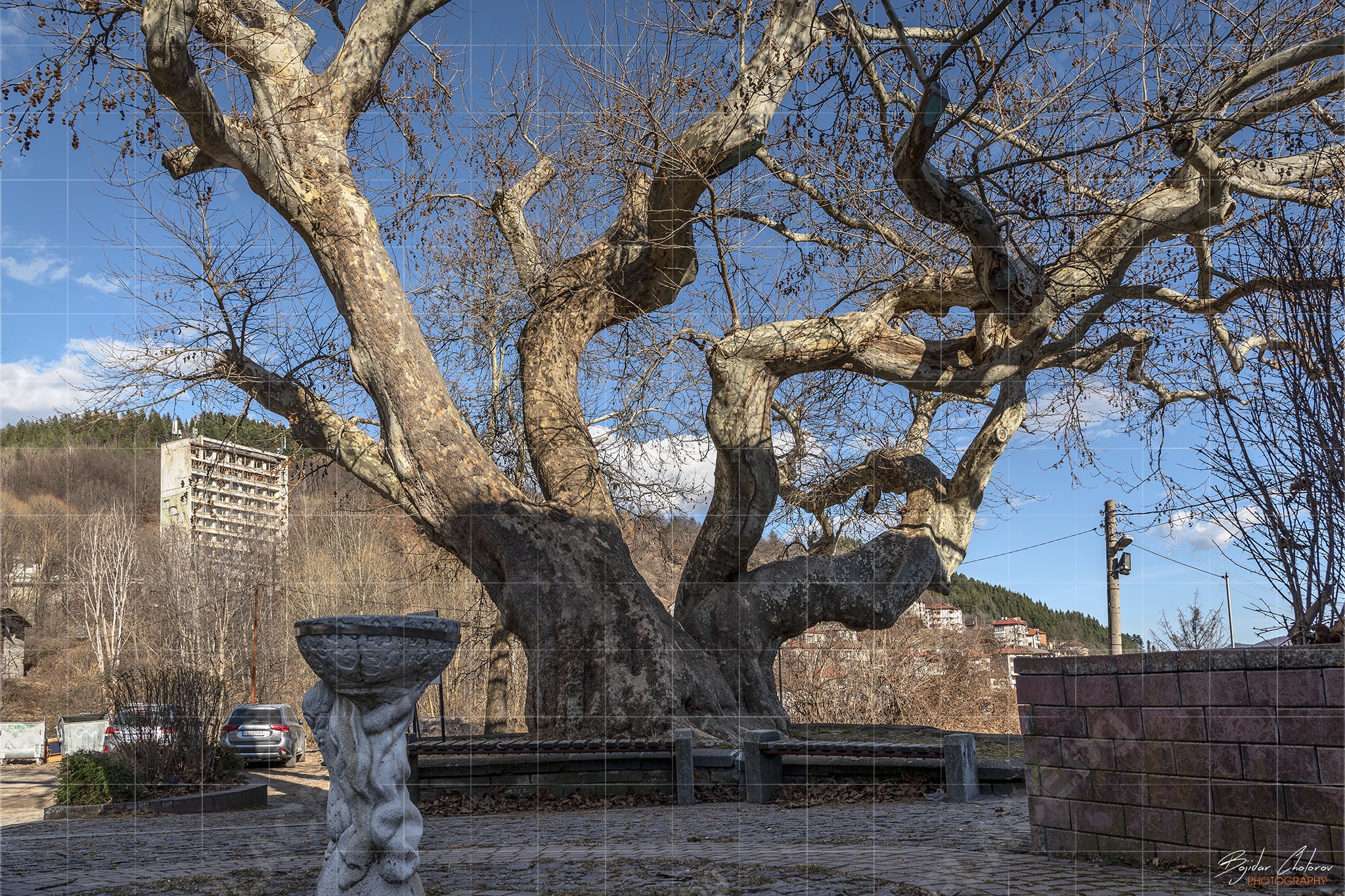 Старият чинар