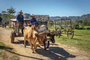Туристическа ферма Rancho Alegre, Куба - обичайният транспорт и работна сила