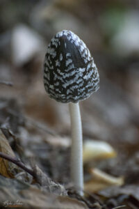 Гъба Пъстра копринка (Coprinopsis picacea)