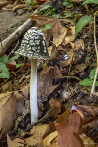 Гъба Пъстра копринка (Coprinopsis picacea)